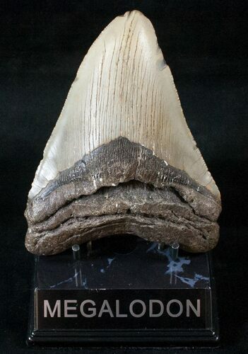 Megalodon Tooth - North Carolina #13985